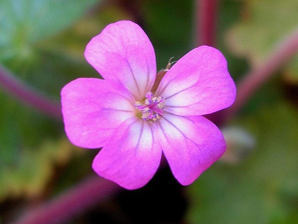Geranium cfr. molle e Geranium rotundifolium